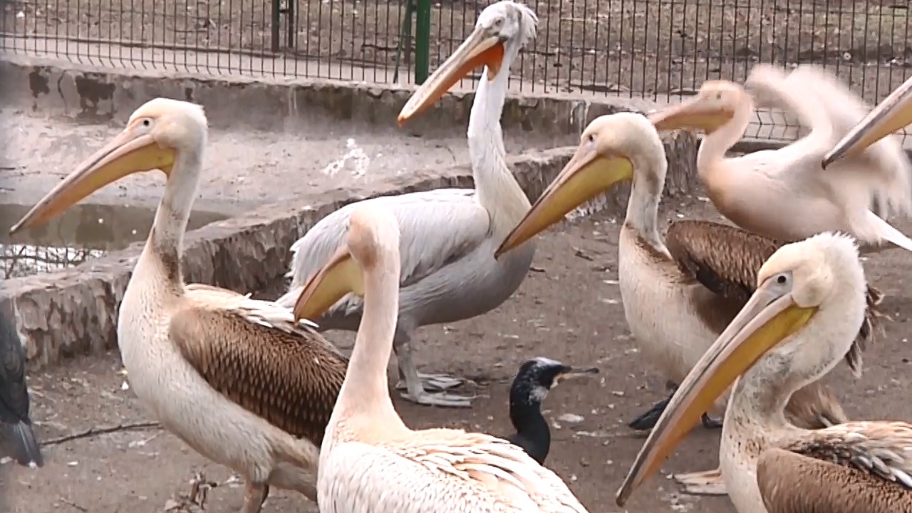 Одеський зоопарк святкує день закоханих